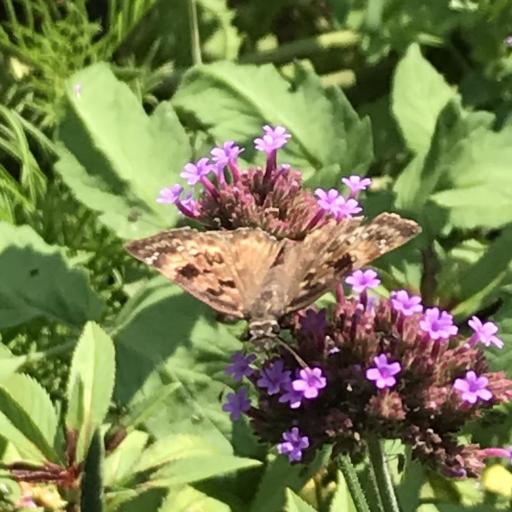 Erynnis Horatius