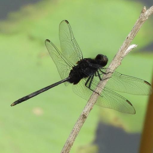 Pin-Tailed Pondhawk (Erythemis Plebeja) Insect Identification Guide ...