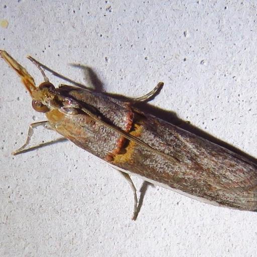 Gold-Banded Etiella Moth