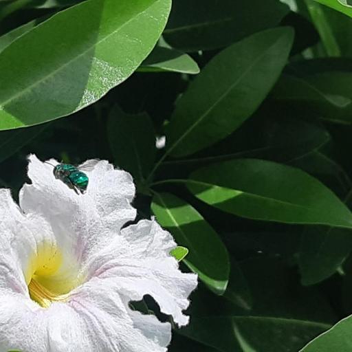 Euglossa