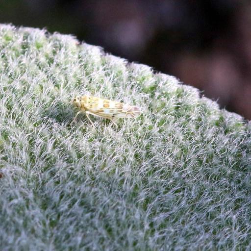 Eupteryx Melissae