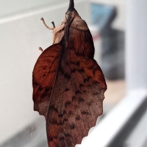Gastropacha Populifolia