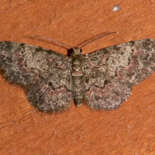 Texas Gray