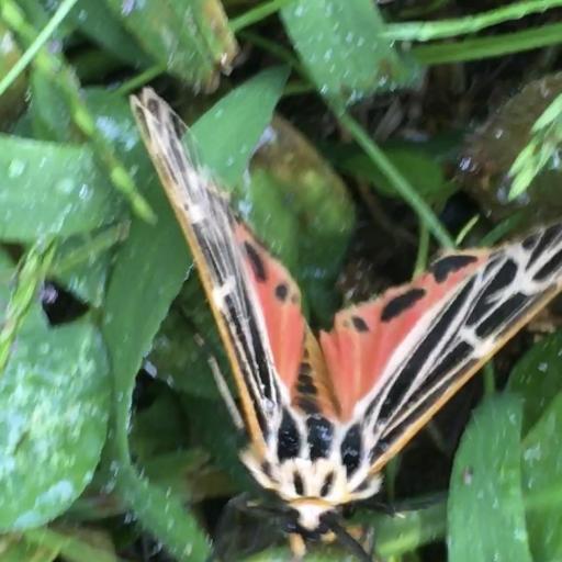 Grammia