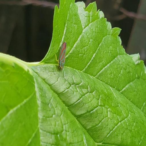 Graphocephala Coccinea