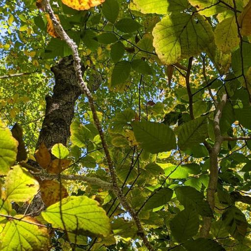 Beech Blight Aphid (Grylloprociphilus Imbricator) Insect Identification ...