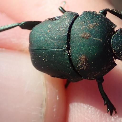 Gymnopleurus