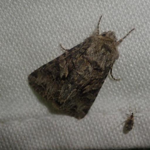 Shears (Hada Plebeja) Insect Identification Guide, Habitat & Facts