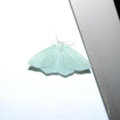 Small Emerald