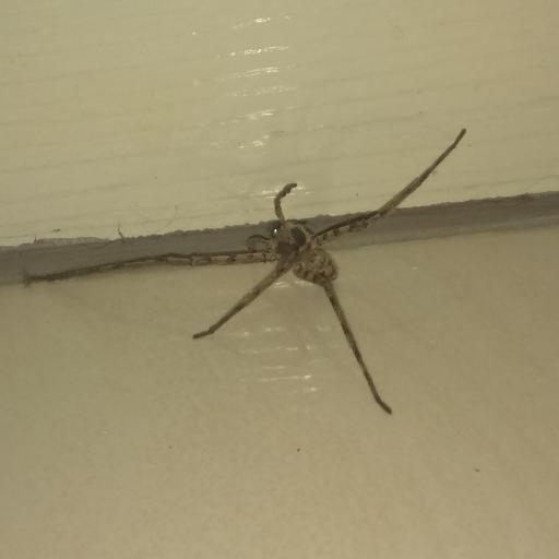 Heteropoda Venatoria