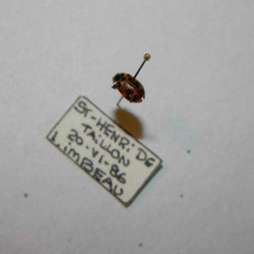 Thirteen-spotted Lady Beetle (Hippodamia Tredecimpunctata) Insect ...