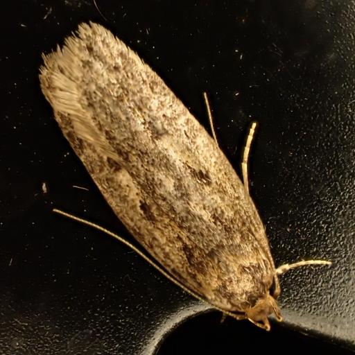 Hofmannophila Pseudospretella