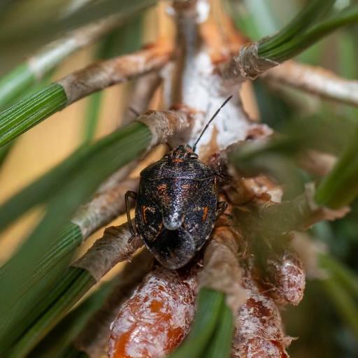 Holcogaster Fibulata Insect Identification Guide, Habitat & Facts