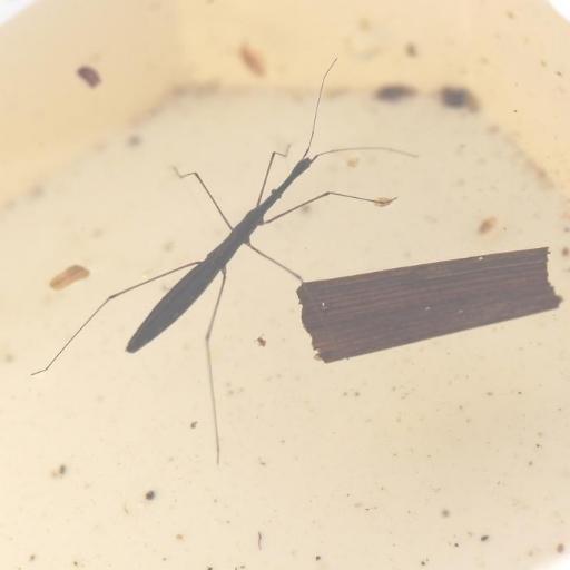 Common Water Measurer (Hydrometra Stagnorum) Insect Identification ...