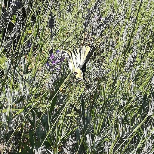 Iphiclides Feisthamelii