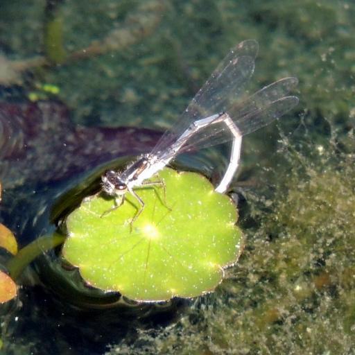Fragile Forktail (Ischnura Posita) Insect Identification Guide, Habitat ...