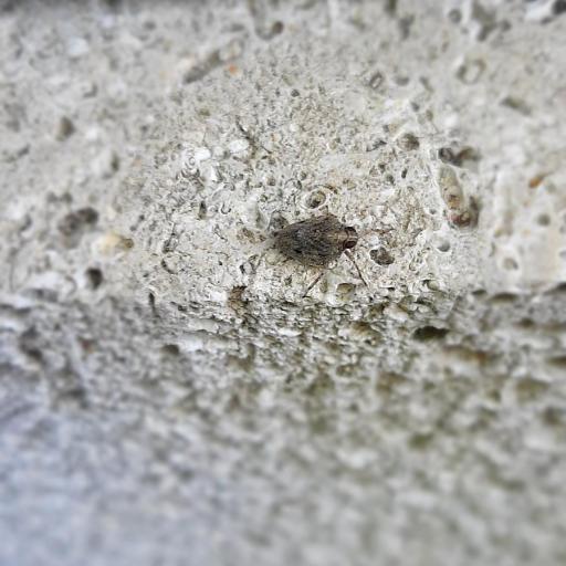 Issus Coleoptratus Insect Identification Guide, Habitat & Facts