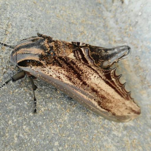 Apple Hawkmoth