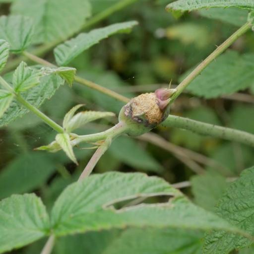 Isabella Tiger Moth (Pyrrharctia Isabella) Insect Identification Guide ...