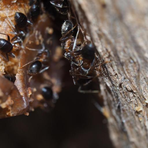 Lasius Emarginatus