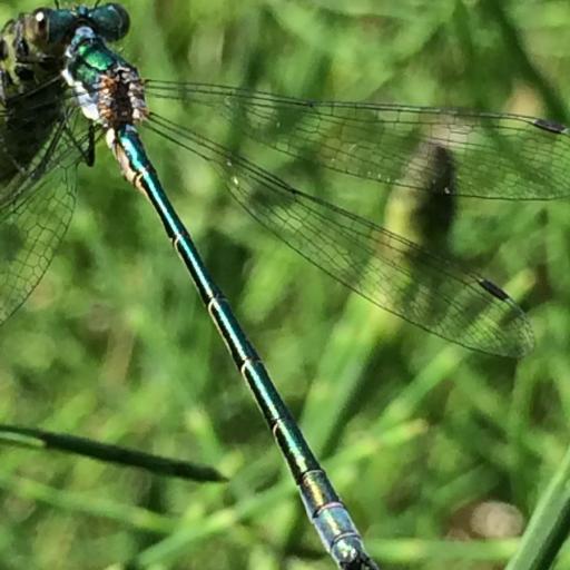 Lestes Dryas