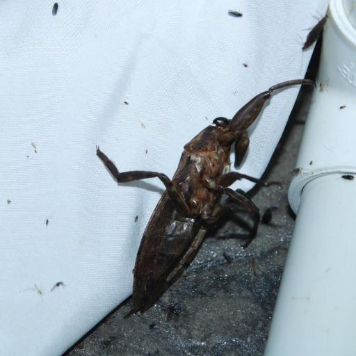 Lethocerus Americanus