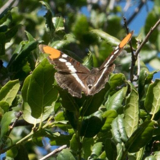 Limenitis Bredowii