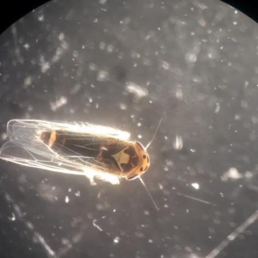 Macrosteles