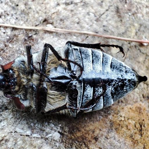 Chestnut Cockchafer (Melolontha Hippocastani) Insect Identification ...