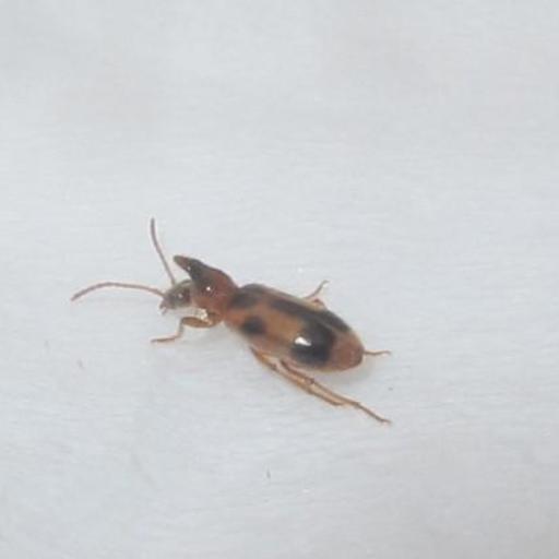 Monoceros Beetle