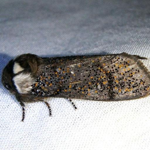 Oenosandridae