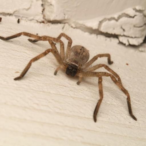Golden Huntsman Spiders