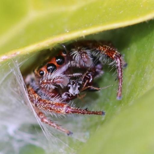 Opisthoncus Nigrofemoratus