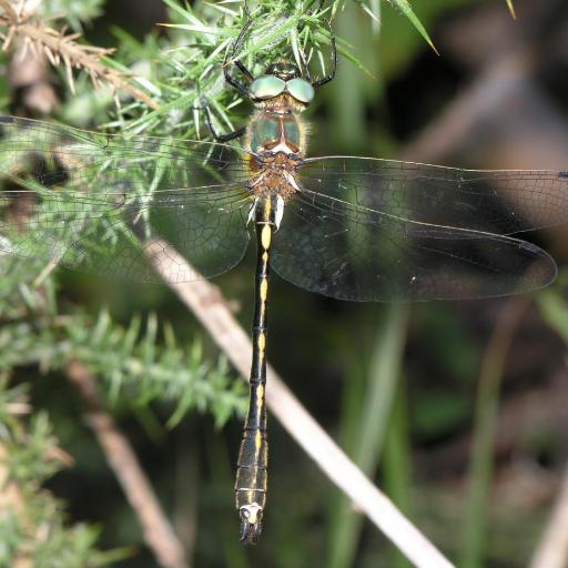 Oxygastra Curtisii