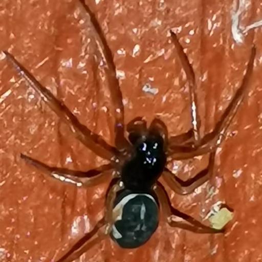 Pachygnatha Degeeri