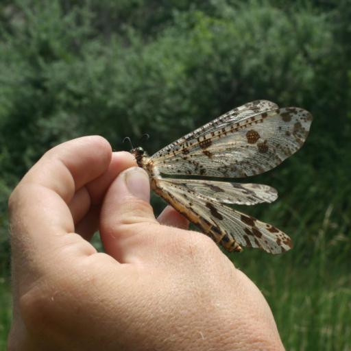 Grand Antlion (Palpares Libelluloides) Insect Identification Guide ...