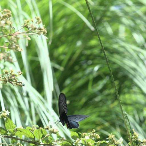Spangle Swallowtail