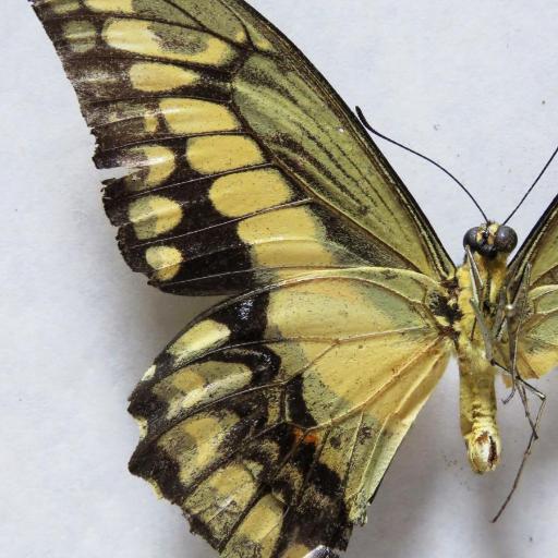 Thoas Swallowtail