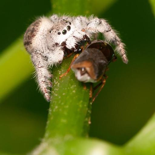 Paraphidippus Fartilis Insect Identification Guide, Habitat & Facts