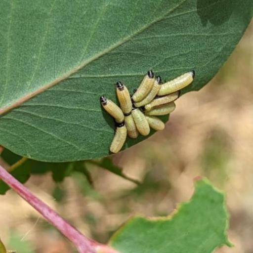 Eucalyptus Variegated Beetle (Paropsisterna Cloelia) Insect ...