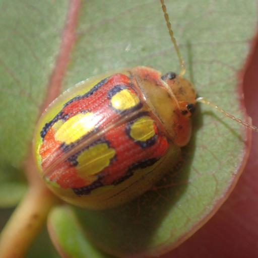 Paropsisterna Insect Identification Guide, Habitat & Facts