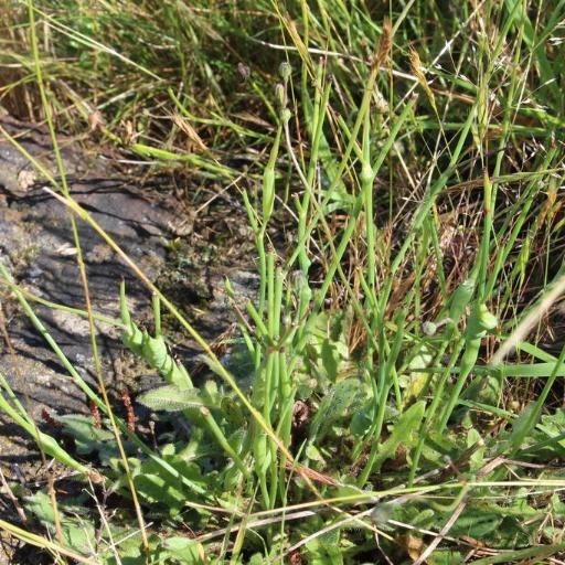 Phanacis Hypochoeridis