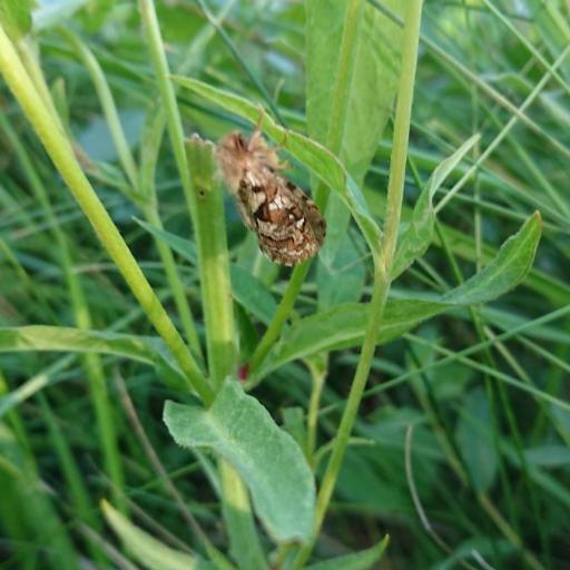 Map-Winged Swift (Pharmacis Fusconebulosa) Insect Identification Guide ...