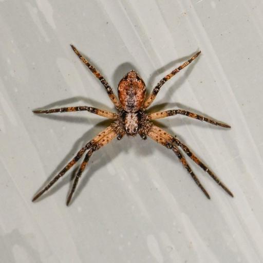 Philodromus Cespitum