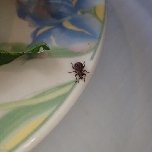 Phlyctinus Callosus
