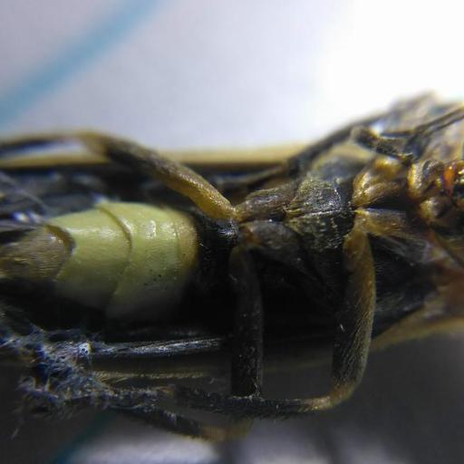 Photuris