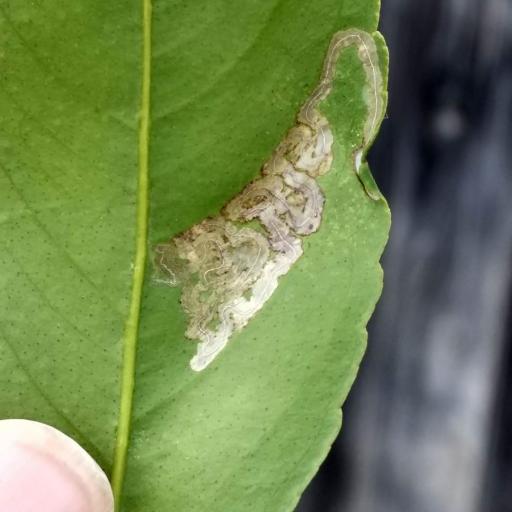 Citrus Leafminer