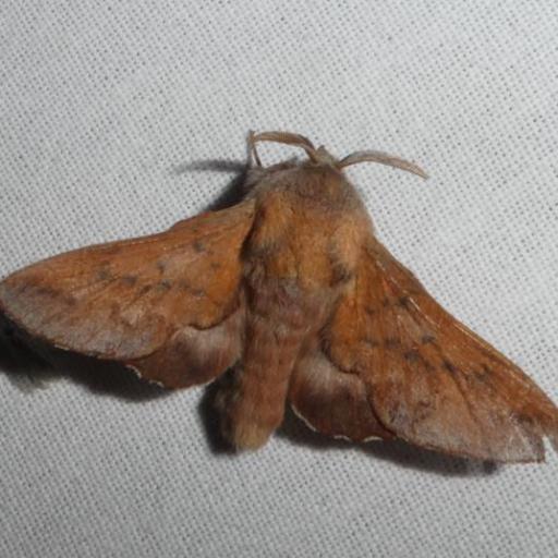 Phyllodesma Tremulifolia