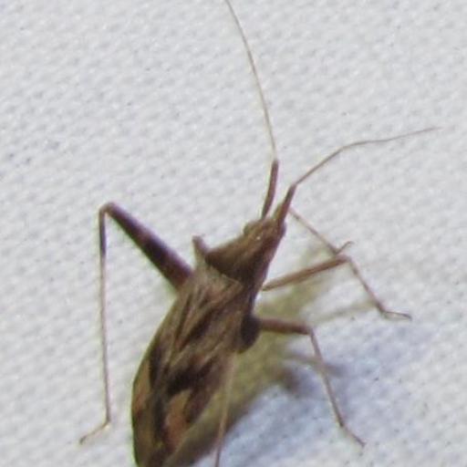 Long-Legged Plant Bug
