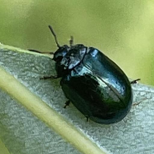 Plagiodera Versicolora